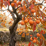 5 Sweet Persimmon Trees Live Plants 1-1.5 Feet Tall, Bare Roots, Hardy Fruit-Bearing Tree Ready to Grow Outdoor
