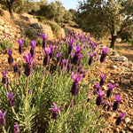 2 Random Lavender Plants 4–7" Tall, Fragrant Lavender Flowering Garden Plants for Patio, Containers and Backyard Landscaping