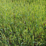 3 Lb Rye Cover Crop Seeds for Planting Lawn, Cover Crop Seeds, Garden Grass Seed, Easy to Plant