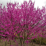 Eastern Redbud Tree in Quart Pot, Hardy Flowering Shade Trees for Outdoor Landscape and Garden, 6-12 Inches, Fast Growing, Low Maintenance