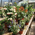 Random Clerodendrum Plants 4–7" Tall, Live Flowering Garden Plants for Patio, Containers and Backyard Landscaping