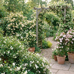Jasmine Plant Live 4-7 Inches Tall, Fragrant Flowering Vine for Garden, Patio Containers and Indoor Growing (Random Jasmine)