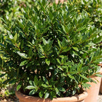 2 Bay Leaf Trees Live, Sweet Bay Laurel for Planting 4-7'' Tall, Live Fragrant Herb Plant for Indoor and Outdoor