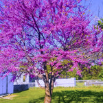 2 Redbud Trees Live Plants, Bare Roots Eastern Redbud Dormant Seedlings, Planting Spring, Cold Hardy, Zones 4-9, American Redbud Tree