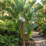 Set 2 White Bird of Paradise Live Plants, Tropical Indoor and Outdoor Ornamental Plant, 4-7 Inch Tall Well Rooted