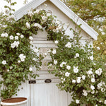 Live White Climbing Roses Plant, Starter Climbing Rose Bush Plant, 4-7" in Tall for Spring Planting