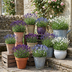 2 Random Lavender Plants 4–7" Tall, Fragrant Lavender Flowering Garden Plants for Patio, Containers and Backyard Landscaping