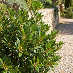 2 Bay Leaf Trees Live, Sweet Bay Laurel for Planting 4-7'' Tall, Live Fragrant Herb Plant for Indoor and Outdoor