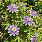 2 Passiflora Incarnata Maypop Live Plants, Purple Passion Flower Vines, 4-6'' Tall, Outdoor Vine for Patio, Garden, Containers