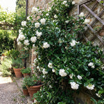 Duke of Tuscany Jasmine Plant 10-14'' Tall in Half Gallon Pot, Fragrant, Hardy Jasmine Flowering Plant for Planting Indoor Outdoor