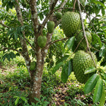 Sweet Soursop Plant Live 8-10 Inches, Annona Muricata Guanabana Tropical Fruit Tree Starter for Garden, High Yield, Ready to Grow
