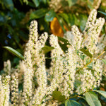 2 Cherry Laurel Shrubs Trees Live Plants, 1-2 Feet Dormant Bush Hedge Bare Roots Seedlings, Winter Hardy, Zones 6–9