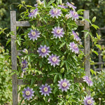 Maypop Passion Flower Live Plant, Purple Incarnata Passiflora 4-8 Inches, Hardy Flowering Vine for Garden, Patio and Containers