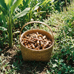 10 Turmeric Roots for Planting, Top Size Curcuma Turmeric Rhizomes, Hardy Perennial Herb Plants for Growing Outdoors