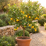 Meyer Lemon Tree 1-2 Ft Tall, Air Layered Citrus Tree in Gallon Pot for Indoor and Outdoor Fruit Growing, Fruit Bearing Trees