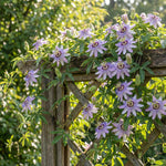 2 Passiflora Incarnata Maypop Live Plants, Purple Passion Flower Vines, 4-6'' Tall, Outdoor Vine for Patio, Garden, Containers