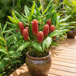 2 Awapuhi Shampoo Ginger Live Plants, Red Shampoo Ginger 4-7 Inch, Red Ginger Lily, Zingiber Zerumbet, Outdoor Growing, Ready to Grow