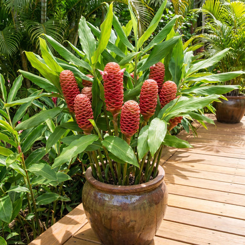 2 Awapuhi Shampoo Ginger Live Plants, Red Shampoo Ginger 4-7 Inch, Red Ginger Lily, Zingiber Zerumbet, Outdoor Growing, Ready to Grow
