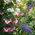 Random Clerodendrum Live Plant 4-7 Inches, Chain of Glory Light Bulb Flowering Shrub Starter Plant for Indoor Outdoor Garden