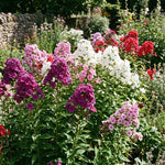 Random Upright Phlox Plant 4–7 Inches, Live Flowering Garden Plants, Hardy Perennial Phlox Flowers for Outdoor Garden