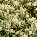2 Cherry Laurel Shrubs Trees Live Plants, 1-2 Feet Dormant Bush Hedge Bare Roots Seedlings, Winter Hardy, Zones 6–9