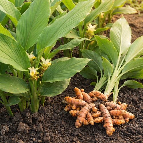 15 Turmeric Roots for Planting, Curcuma Turmeric Rhizomes for Garden, Tropical Herb Root for Outdoor Growing or Container Gardening
