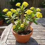 Yellow Euphorbia Crown of Thorns Plant, Perennial Succulent Live Plant Indoor Outdoor 4-7 Inches