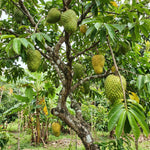 Soursop Tree Live Plant 8-10 Inches, Hardy Sweet Annona Guanabana, Live Tropical Fruit Tree for Gardening