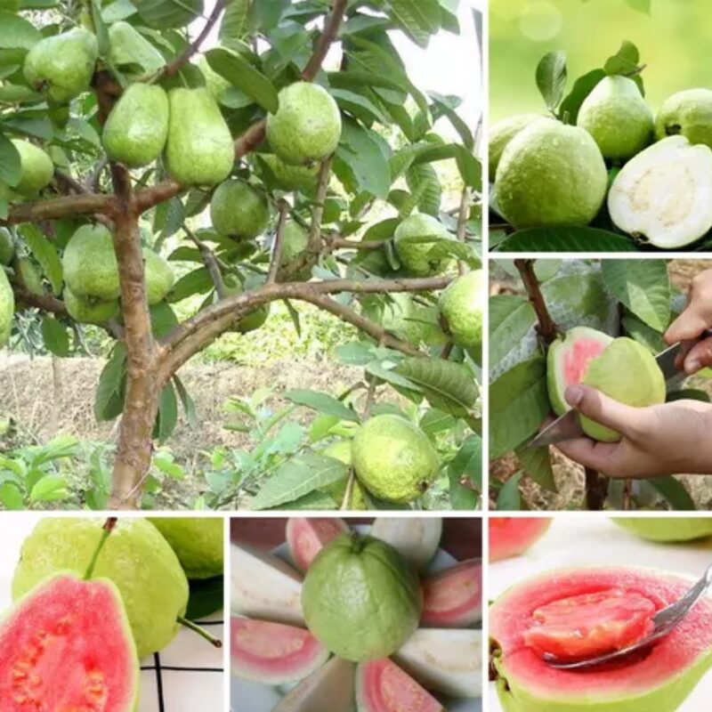 Set 4 Guava Live Plants