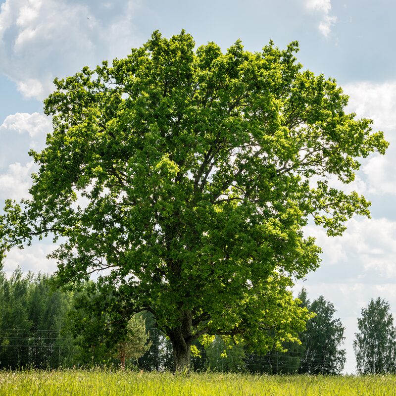 Dwarf Chinkapin Oak Tree - 12 To 18 Inches Tall Rooted Oak Live Shrubs Plant - Zone 4 To 9 - Outdoor Garden Tree