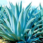 Blue Agave Tequilana Tequila Plant Live Maguey Tree Plant - 7-8" Well Rooted, No Pot