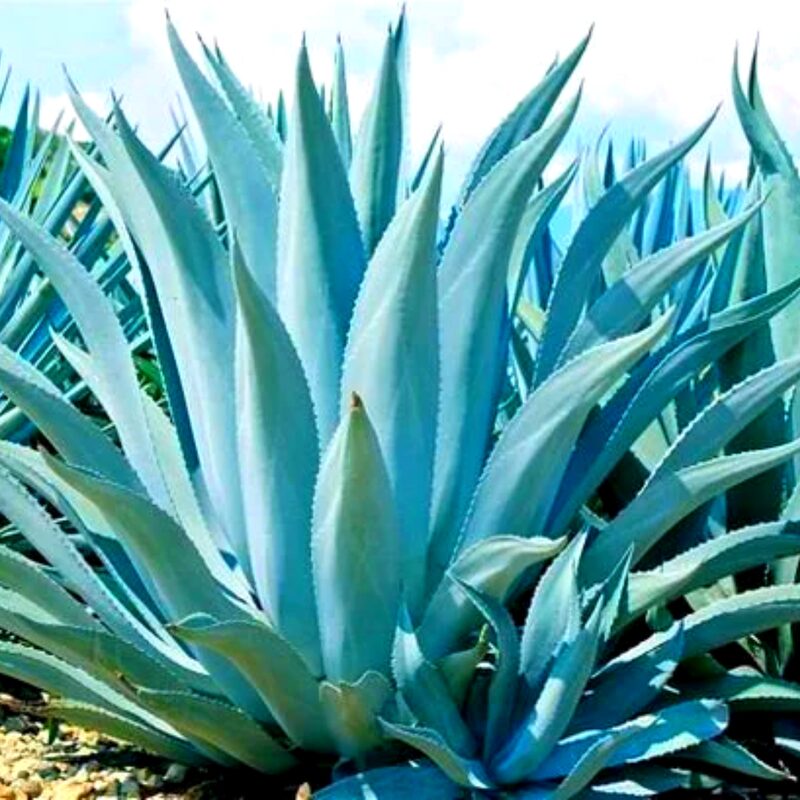 Blue Agave Tequilana Tequila Plant Live Maguey Tree Plant - 7-8" Well Rooted, No Pot