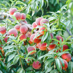 Tropic Beauty Peach Tree Live Plant, 3-4 Feet Tall in 3 Gallon Pot, Grafted Peach Tree Plant Live, Well Rooted Peach Tree, Ready to Plant, No CA
