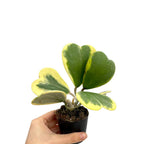 Variegated Heart Hoya Kerrii Plant - 4 Inch Live Indoor Outdoor Plant