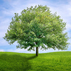 Dwarf Chinkapin Oak Tree - Oak Tree 12 To 24 Inches Height No Pot - Zone 4 To 9 - Outdoor Garden Tree