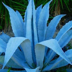 Set 2 Blue Agave Tequilana Tequila Plants Live Maguey Tree Plant - 4" Well Rooted, No Pot