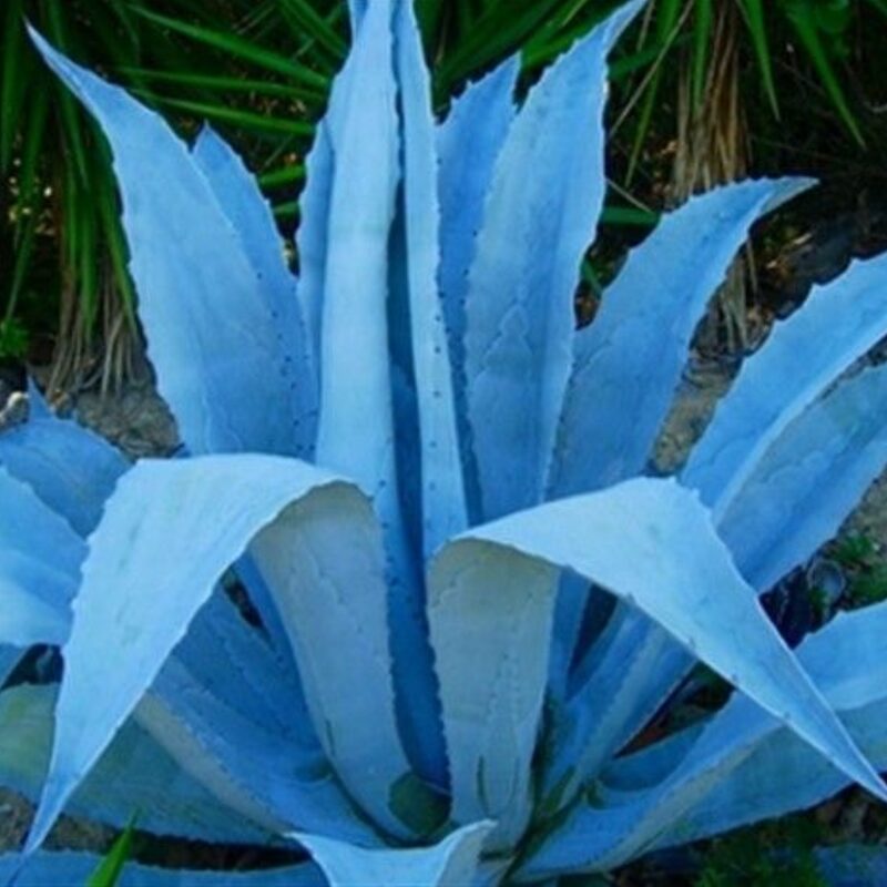 Set 2 Blue Agave Tequilana Tequila Plants Live Maguey Tree Plant - 4" Well Rooted, No Pot