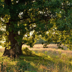 Dwarf Chinkapin Oak Tree - From 1 Feet Tall Rooted Plant - Produces Acorns at 3-4 years