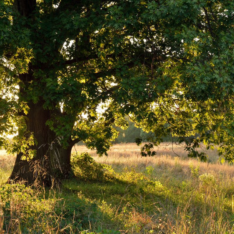 Dwarf Chinkapin Oak Tree - From 1 Feet Tall Rooted Plant - Produces Acorns at 3-4 years