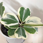 Variegated Heart Hoya Kerrii Plant - 4 Inch Live Indoor Outdoor Plant