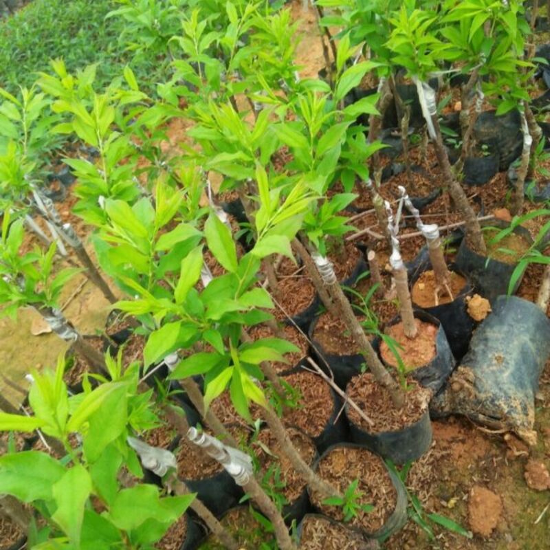 Florida Grande Peach Tree Live Plant, 3-4 Feet Tall in 3 Gallon Pot, Grafted Peach Tree Plant Live, Well Rooted Peach Tree, Ready to Plant, No CA