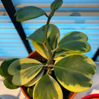 Variegated Heart Leaf Hoya Kerrii Plant Live 4 Inch Pot Indoor Houseplant