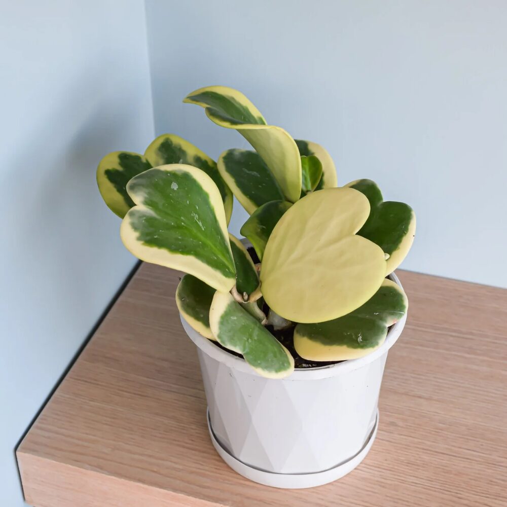 Variegated Heart Leaf Hoya Kerrii Plant Live 4 Inch Pot Indoor Houseplant