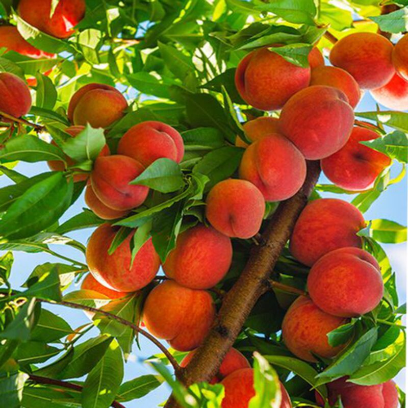 Beauty Live Peach Tree Grafted Plant in 3 Gallon Pot, Large Peach Tree Live Plant, 3-4 Feet in Tall, No, CA, Peach Tree Plant Well-rooted for Planting