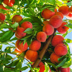 Beauty Live Peach Tree Grafted Plant in 3 Gallon Pot, Large Peach Tree Live Plant, 3-4 Feet in Tall, No, CA, Peach Tree Plant Well-rooted for Planting