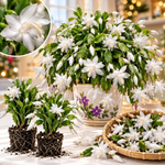 4 Christmas Cactus Plants Live, 5-9 Inch Tall (White)