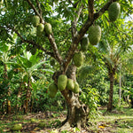 Sweet Soursop Plant Live 8-10 Inches, Annona Muricata Guanabana Tropical Fruit Tree Starter for Garden, High Yield, Ready to Grow