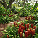 Zingiber Zerumbet Shampoo Ginger Plant Live 4-7'' Tall, Hawaiian Ginger Lily Rhizomes, Pinecone Gingers for Outdoor Garden