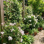 Jasmine Plant Live 4-7 Inches Tall, Fragrant Flowering Vine for Garden, Patio Containers and Indoor Growing (Random Jasmine)