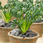 Albuca Frizzle Sizzle Live Plant - Rare Succulent Plant Live in 4 Inch Pot
